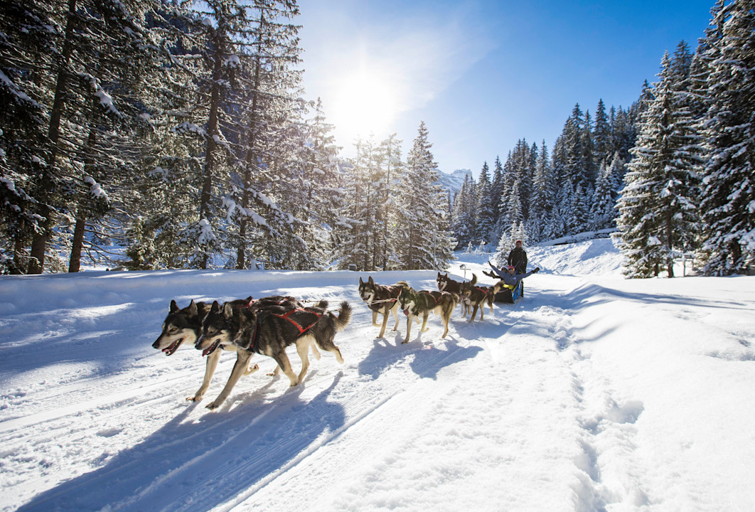 APG - Activites dog sledding